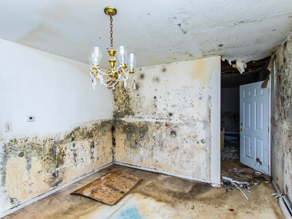 Mold damage in house