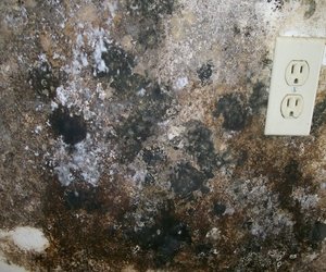 4 Common Signs of Mold