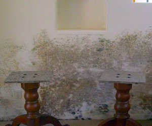 Does Bleach Kill Mold?